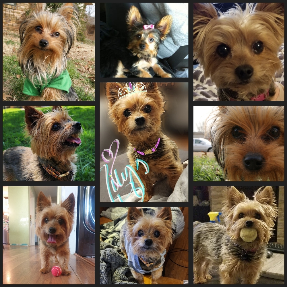 Meet your Posher, Tracy